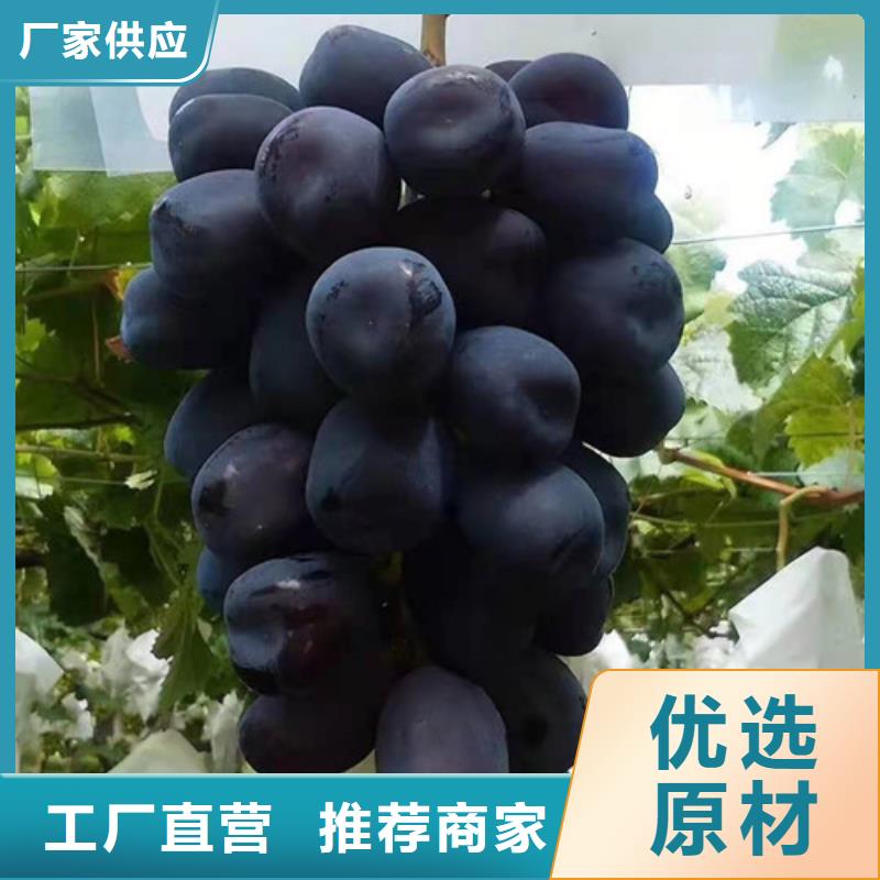洛陽黑色甜菜葡萄樹苗