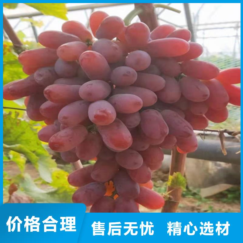 百色晨香葡萄樹苗