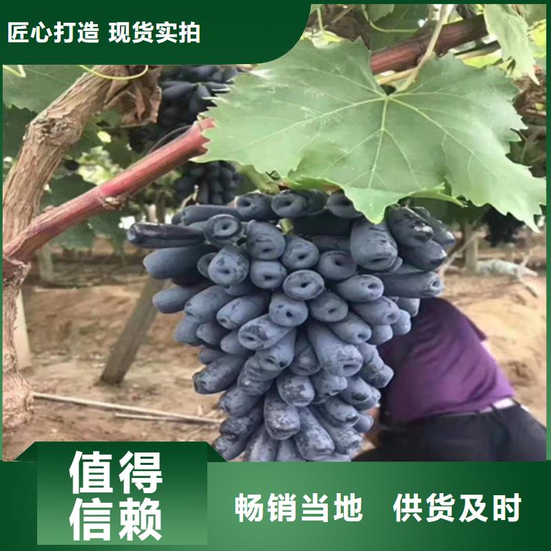 五指山市SO4葡萄樹苗