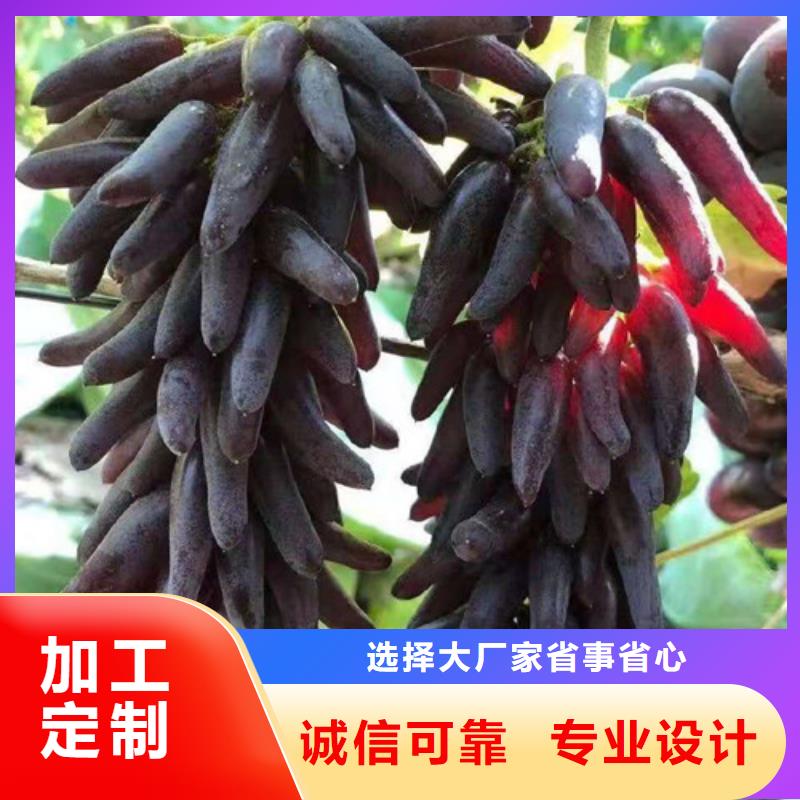 百色晨香葡萄樹苗