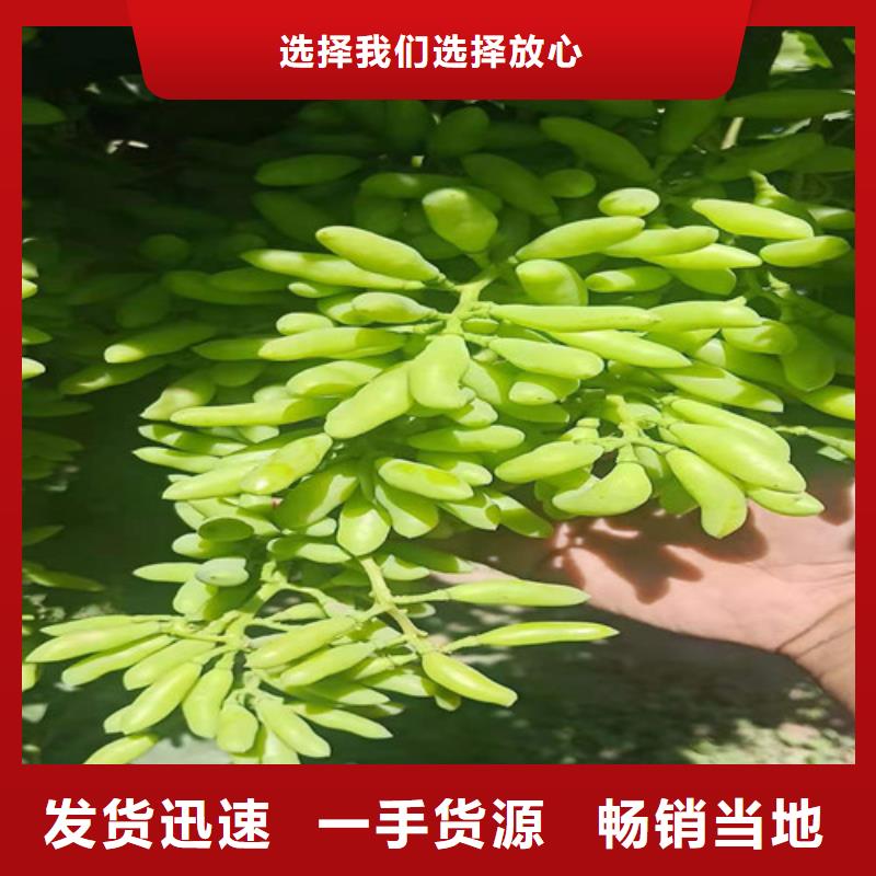 五指山市SO4葡萄樹苗
