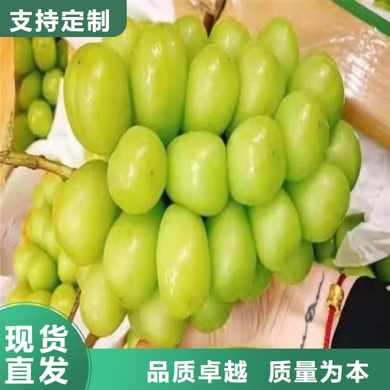 百色晨香葡萄樹苗