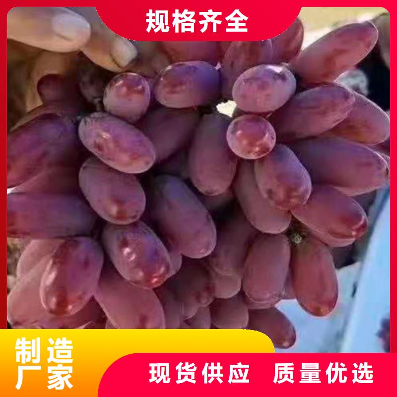 百色晨香葡萄樹苗