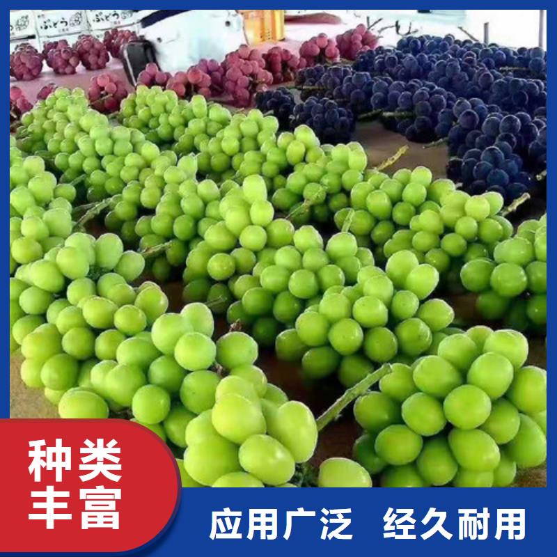 合肥玫瑰香葡萄苗