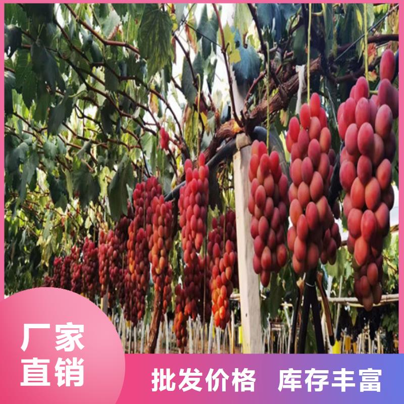 五指山市SO4葡萄樹苗