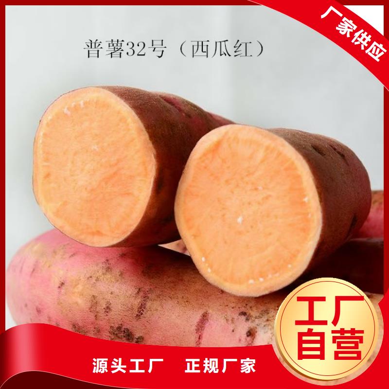 昆明鲜食型紫薯苗种植基地